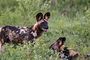 African Wild Dog Royal Madikwe Safari South Africa