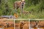 Hyena Jackal Encounter Safari The Royal Madikwe