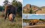 Honouring The Gentle Giants Of Madikwe On World Elephant Day