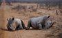 Rhinos At Royal Madikwe Did You Know
