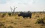 Rhinos Guardians Of The Grassveld Royal Madikwe